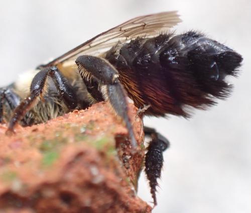 Megachile (circumcincta-nigriventris)